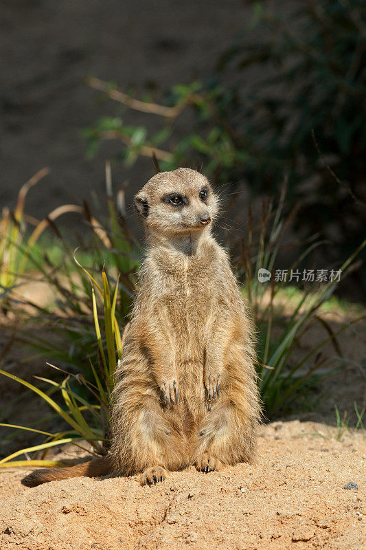 猫鼬(Suricata suricatta)